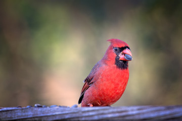 Northern Cardinal eating a sunflower seed