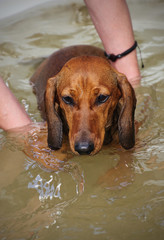 Swimming a Dachshund, rehabilitation after injuries, hydrotherapy