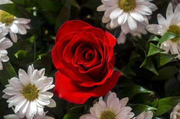 Bouquet of fresh roses, red roses heads and chamomile flowers mixed