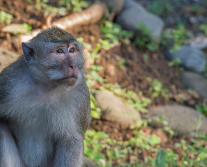 Cynomolgus pensively looks upwards on a background of stones (Indonesia)