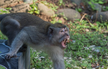 Cynomolgus monkeys disturbed and shows his fangs to his enemy (Indonesia)