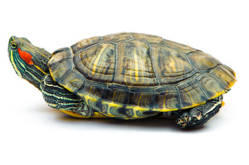 Obraz premium one Pond slider isolated on the white background.closeup.