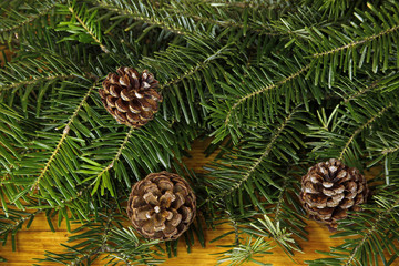 fir tree with cones background