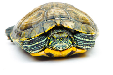 Obraz premium one Pond slider isolated on the white background.closeup.