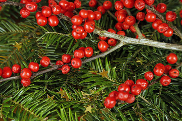 wild rose fruits, golden stars and fir tree. christmas background