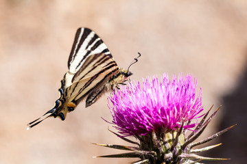Scarce Swallowtail (Iphiclides podalirius) on purple flower
