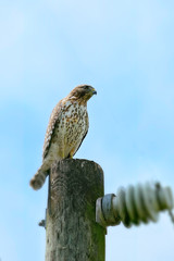 Red Tail Hawk sits on utility pole