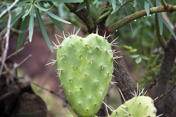 Herz Kaktus