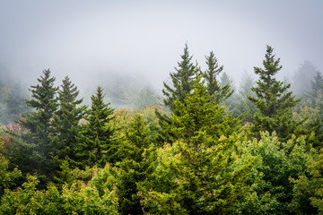 View of trees in fog from Black Rock, at Grandfather Mountain, i