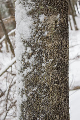 Detailed Tree Bark with Snow