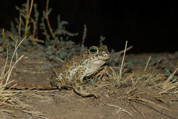 European Green Toad