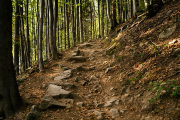 Trail in the woods. Slovakia
