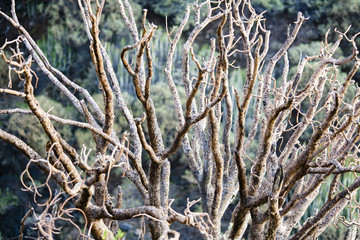 La Palma Pflanzenwelt