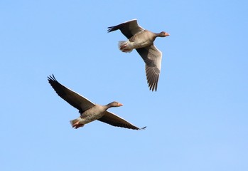 Two European Graylag Geese (Anser Anser) in flight