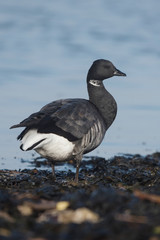 Brent Goose, Branta bernicla