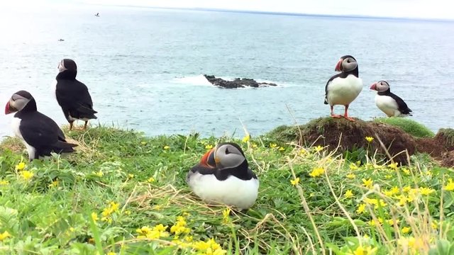 Papageientaucher auf Lunga &ndash; Schottland