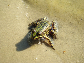 frog edible