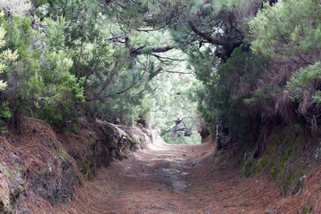 kanarischer Wald
