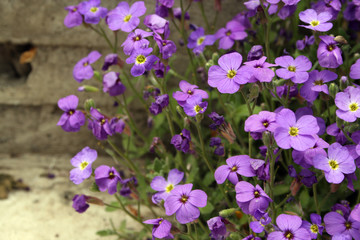 Violet flowers