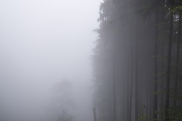 Fototapeta na wymiar Misty woods with thick fog and trees silhouettes. Slovakia