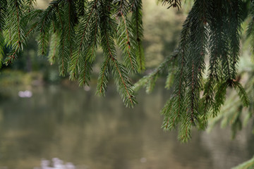 Naklejka premium Pine tree branches over the lake. Slovakia