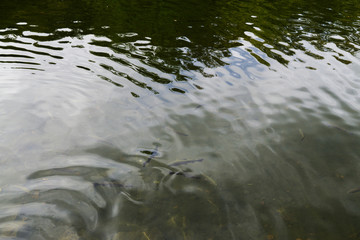 Salmon fish and waves on lake made by fish. Slovakia