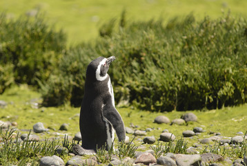 Penguin of Magellan. 