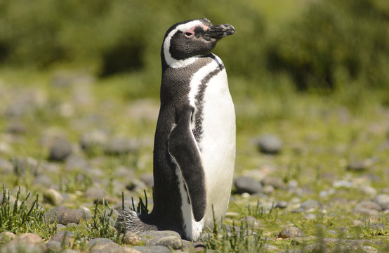 Penguin of Magellan. 
