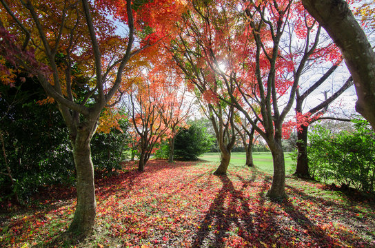 Maple trees in Autumn season.Japan