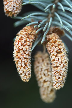 Young pine cone