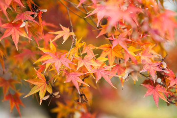 Fototapeta na wymiar Maple trees in Autumn season.Japan