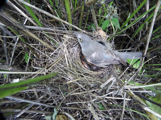 Barred Warbler (Sylvia nisoria). Nest bird