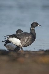 Brent Goose, Branta bernicla