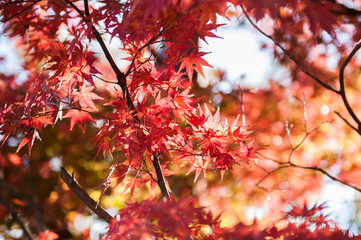 Maple trees in Autumn season.Japan