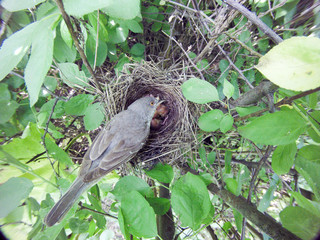 Barred Warbler (Sylvia nisoria). Nest bird