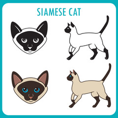 Siamese Cat Set. Face And Body. Vector On A White Background. Siamese Cat Vector Illustration. Siamese Cat Personality. Siamese Cat Breed.
