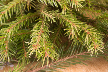 Macro shot of Christmas tree branches with green needles. Christmas and New Year's background.