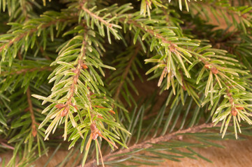 Macro shot of Christmas tree branches with green needles. Christmas and New Year's background.