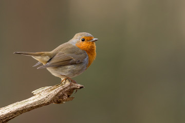 Robin