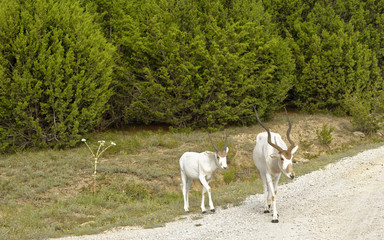 Obraz na płótnie Canvas Addax Antelope mother and offspring in motion