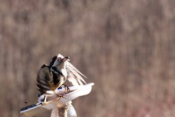 The woodpecker takes off from the trough