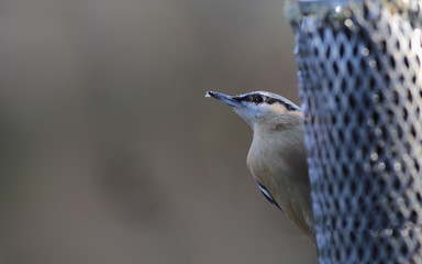 Nuthatch with a dirty beak peeks out from behind the feeders
