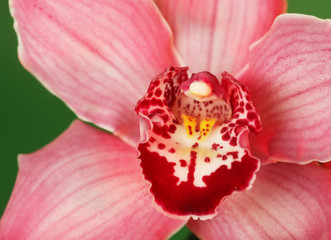 Fototapeta na wymiar Pink orchid.