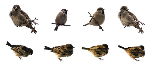 Sparrow on branch, isolated on white