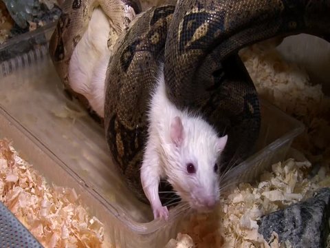 Albino rat try to escape constrictor snake swamp, aquarium fight