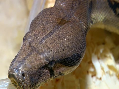 Snake constrictor show his tongue, closeup head shot
