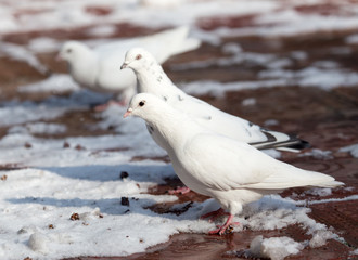 white dove in nature in winter