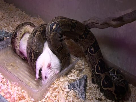 Constrictor snake eats albino mouse in swamp