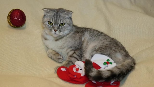 Scottish fold cat in Christmas boots.