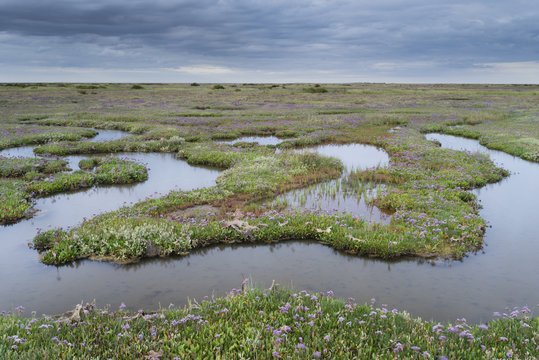 The Saltmarshes with sea lavender at Stiffkey, Norfolk
